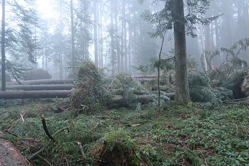 Sturm Burglind trifft die Wälder der Ortsgemeinde
