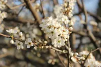 Schwarzdorn Blüte